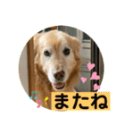 ゴールデンさくらの日々❸（個別スタンプ：38）