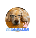 ゴールデンさくらの日々❸（個別スタンプ：40）