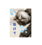 ぴーちゃん0713（個別スタンプ：7）