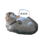 るるスタンプ ver.2（個別スタンプ：6）