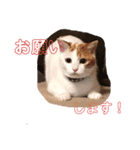 るるスタンプ ver.2（個別スタンプ：13）