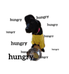 Labrador retriever black dog（個別スタンプ：1）