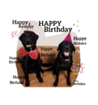 Labrador retriever black dog（個別スタンプ：2）
