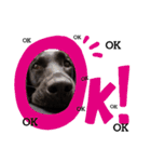 Labrador retriever black dog（個別スタンプ：4）