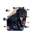 Labrador retriever black dog（個別スタンプ：5）