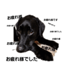 Labrador retriever black dog（個別スタンプ：6）