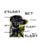 Labrador retriever black dog（個別スタンプ：7）