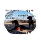 Labrador retriever black dog（個別スタンプ：8）