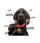 Labrador retriever black dog（個別スタンプ：9）