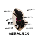 Labrador retriever black dog（個別スタンプ：10）
