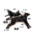 Labrador retriever black dog（個別スタンプ：11）