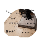 Labrador retriever black dog（個別スタンプ：12）