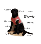 Labrador retriever black dog（個別スタンプ：13）