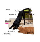 Labrador retriever black dog（個別スタンプ：14）