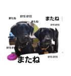 Labrador retriever black dog（個別スタンプ：15）