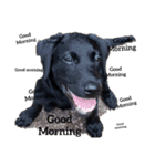 Labrador retriever black dog（個別スタンプ：16）