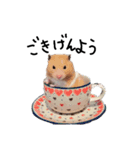 ハムスターのボブ（個別スタンプ：10）