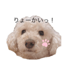 トイプードルみるくスタンプ（個別スタンプ：6）