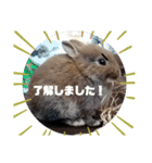 うさぎピナスタンプ（個別スタンプ：4）