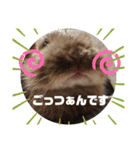 うさぎピナスタンプ（個別スタンプ：5）