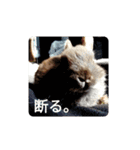 うさぎピナスタンプ（個別スタンプ：16）