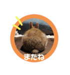 うさぎピナスタンプ（個別スタンプ：22）