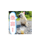 笑っちゃうフレンチブルドッグ（個別スタンプ：1）