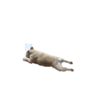 笑っちゃうフレンチブルドッグ（個別スタンプ：2）