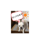 笑っちゃうフレンチブルドッグ（個別スタンプ：7）