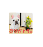 笑っちゃうフレンチブルドッグ（個別スタンプ：14）