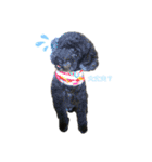 我が家の愛犬Rifu（個別スタンプ：1）