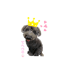 我が家の愛犬Rifu（個別スタンプ：2）