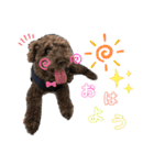 我が家の愛犬Rifu（個別スタンプ：6）