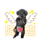 我が家の愛犬Rifu（個別スタンプ：9）
