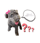 我が家の愛犬Rifu（個別スタンプ：10）
