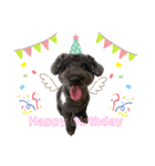 我が家の愛犬Rifu（個別スタンプ：12）