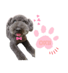 我が家の愛犬Rifu（個別スタンプ：15）