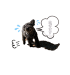 我が家の愛犬Rifu（個別スタンプ：21）
