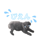 我が家の愛犬Rifu（個別スタンプ：24）