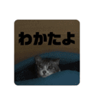 猫又たまみ（個別スタンプ：1）