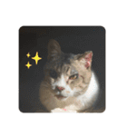 猫又たまみ（個別スタンプ：4）