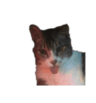 猫又たまみ（個別スタンプ：5）