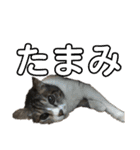 猫又たまみ（個別スタンプ：6）