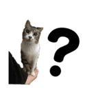 猫又たまみ（個別スタンプ：8）