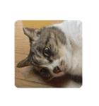 猫又たまみ（個別スタンプ：9）