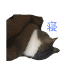 猫又たまみ（個別スタンプ：10）