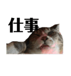 猫又たまみ（個別スタンプ：11）
