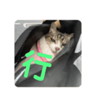 猫又たまみ（個別スタンプ：12）
