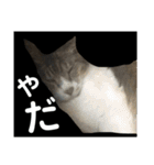 猫又たまみ（個別スタンプ：13）