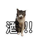 猫又たまみ（個別スタンプ：14）